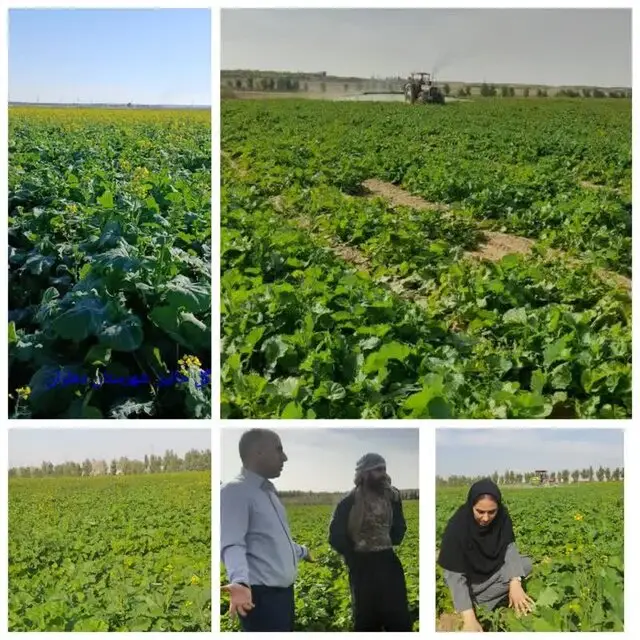 پایش مستمر و میدانی برای مقابله با تهدید انگل «گل جالیز» در مزارع کلزای دهلران