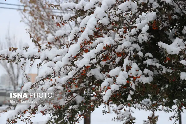 راز سفیدی برف چیست؟