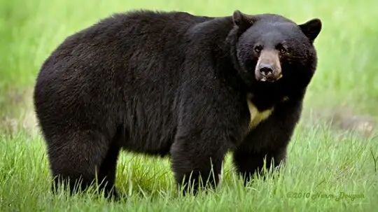 حمله وحشتناک خرس سیاه آسیایی به دام‌های دو روستای رودان؛ تلف شدن 11 رأس دام!