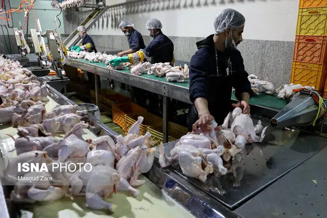 وضعیت تولید مرغ زنده در بروجرد کاملاً مطلوب است