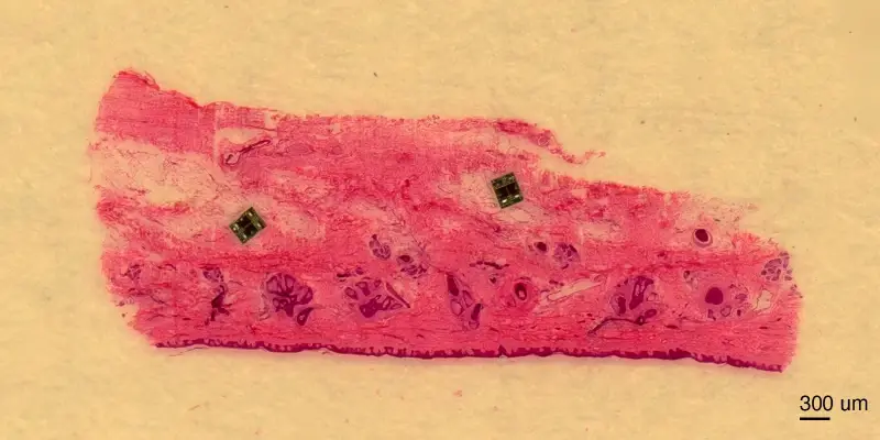 کوچک‌ترین ربات‌ جهان ساخته شد