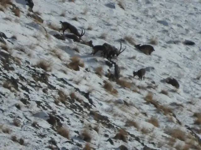 مدیرکل حفاظت محیط زیست: سرشماری حیات‌وحش در مازندران وارد فاز علمی شد