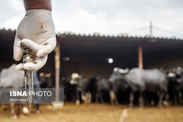 واکسیناسیون گسترده در البرز؛ تب برفکی مهار شد؟