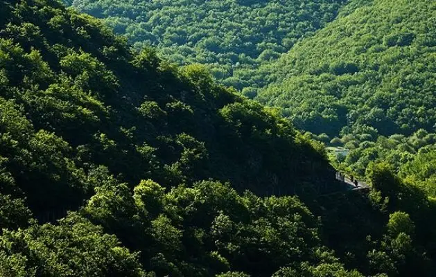 مهار جست‌زایی در جنگل‌های ارسباران؛ راهی حیاتی برای حفظ اکوسیستم بکر