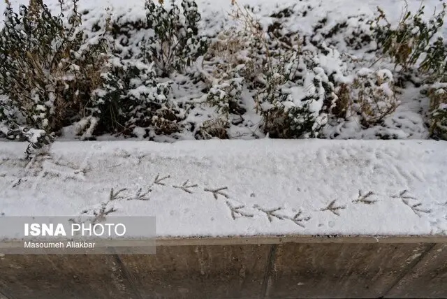 هشدار هواشناسی البرز: بارش برف و کاهش شدید دما در راه است!