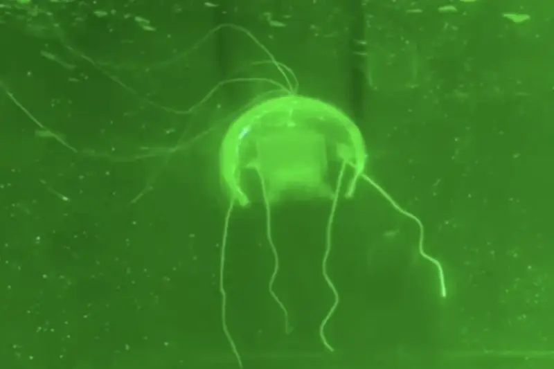 برجسته‌ترین تقلیدهای دنیای علم و فناوری از طبیعت در سال ۲۰۲۵