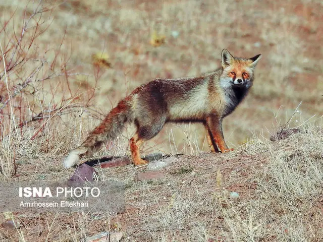 رئیس محیط زیست بافق: چرا حیوانات وحشی به شهرها نزدیک‌تر می‌شوند؟