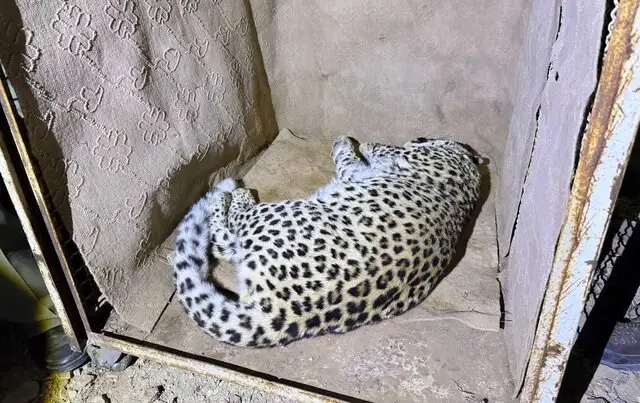 زنده‌گیری پلنگ شش‌ساله سرگردان در حاشیه شهمیرزاد؛ چه سرنوشتی در انتظارش است؟