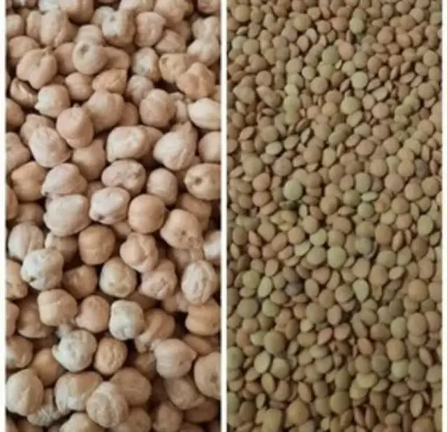 شروع چشمگیر کشت حبوبات در اراضی دیم دهلران؛ آینده کشاورزی پایدار را رقم می‌زند!