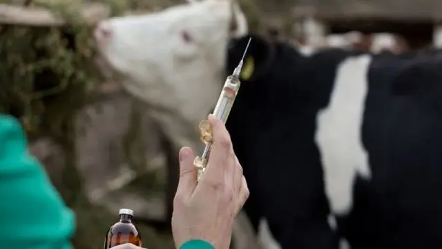 واکسیناسیون رایگان ۱۰۰ هزار رأس دام سنگین در کرمانشاه علیه بیماری مرموز لمپی‌اسکین