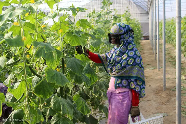 هرمزگان در مسیر درخشان؛ تبدیل به چهارمین استان برتر گلخانه‌ای کشور شد!