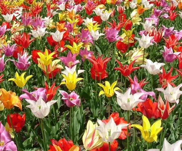 گیاهان آپارتمانی مقاوم در برابر سرما / عکس