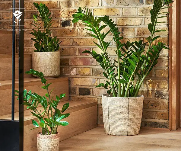 گیاهان آپارتمانی مقاوم در برابر سرما / عکس