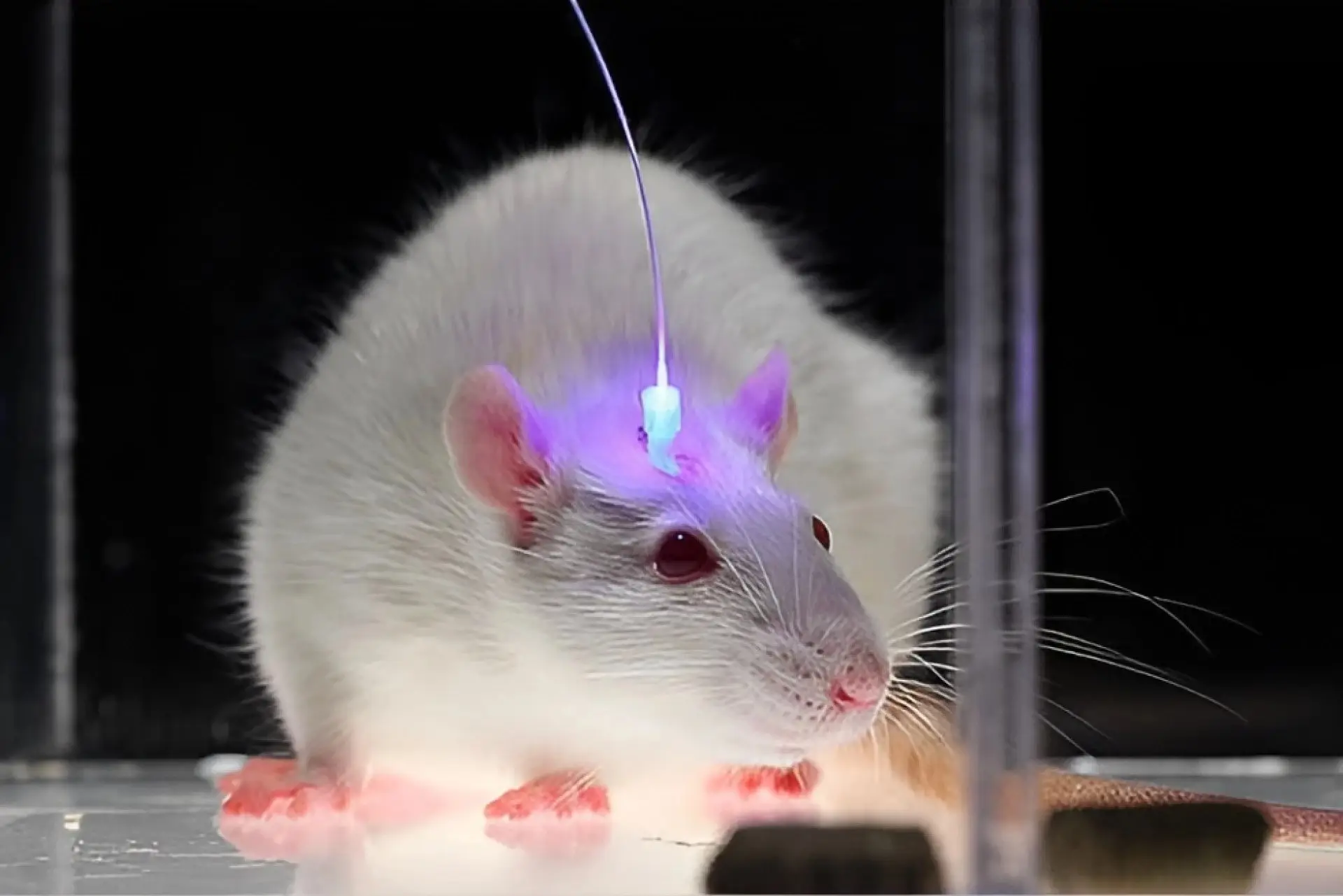 بازگرداندن حواس از دست رفته با نور