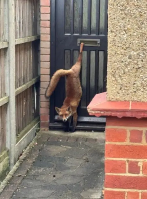 حیات وحش به روایت عکس