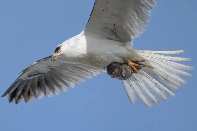 حیات وحش به روایت عکس