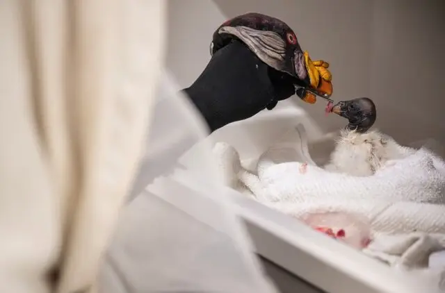 حیات وحش به روایت عکس