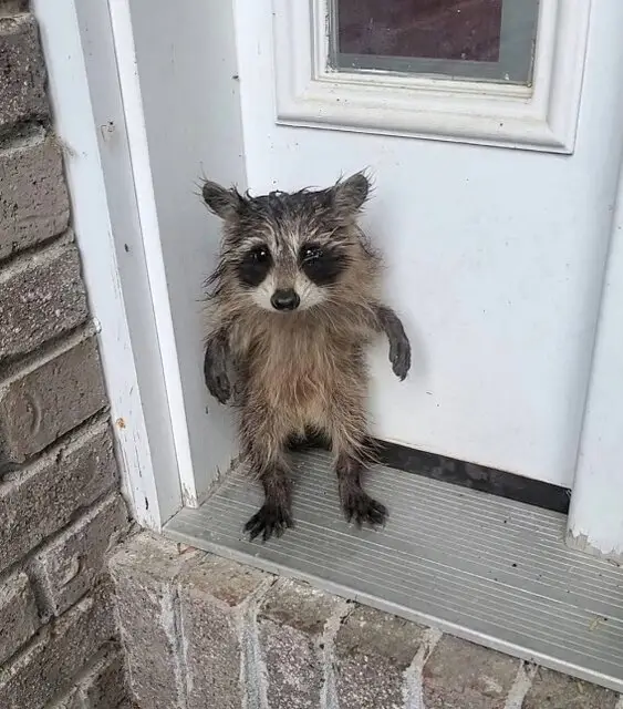 حیات وحش به روایت عکس