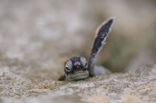 حیات وحش به روایت عکس