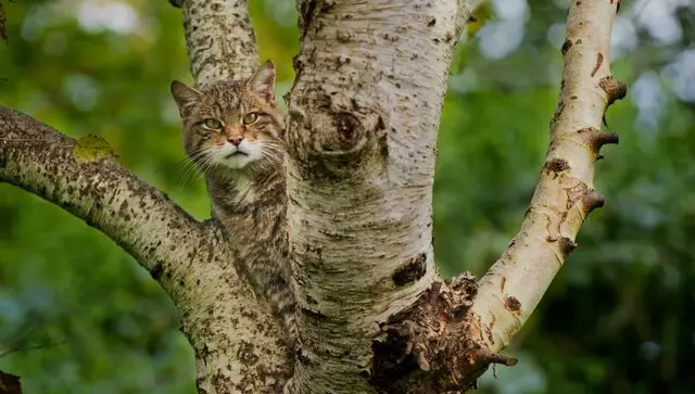 حیات وحش به روایت عکس