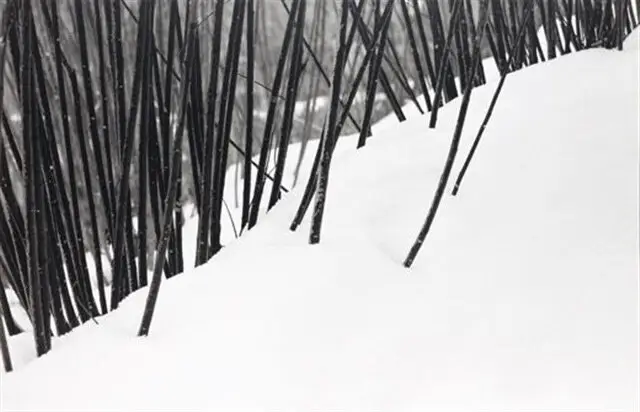 چرا عکس‌های کیارستمی معروف شدند؟