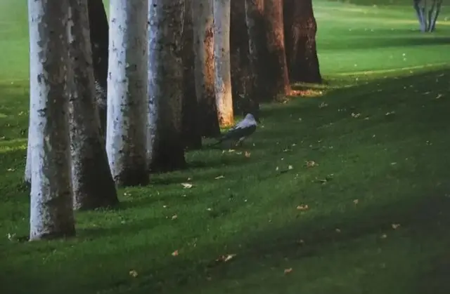 مجموعه عکس‌های عباس کیارستمی