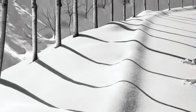 عکسی از عباس کیارستمی که در حراج فلیپس به فروش رسید. 