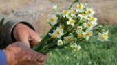 کیفیت بالای گل نرگس خراسان‌جنوبی، مزیت رقابتی تولیدکنندگان استان