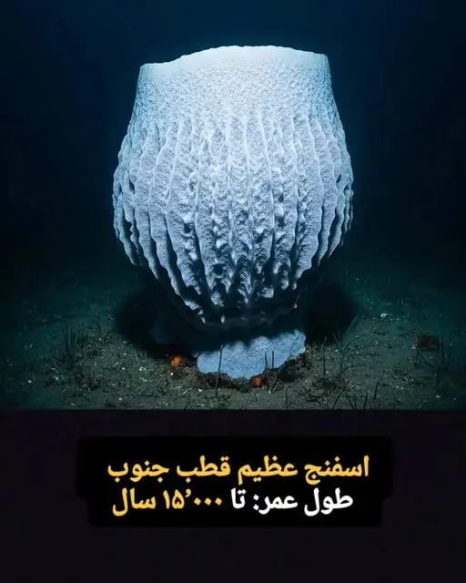  این موجودات فقط ۱۰۰ سال کودکی می کنند! + تصاویر