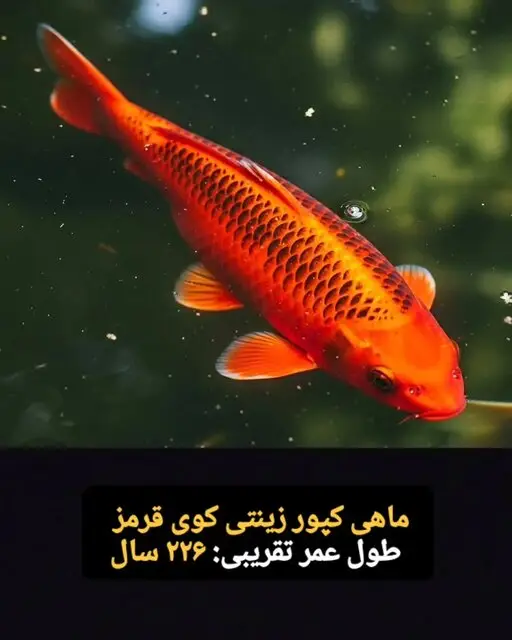  این موجودات فقط ۱۰۰ سال کودکی می کنند! + تصاویر