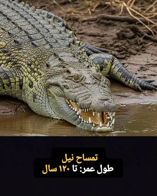  این موجودات فقط ۱۰۰ سال کودکی می کنند! + تصاویر