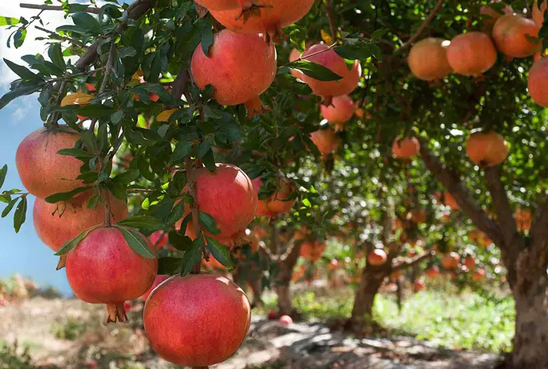 خرید نهال انار واندرفول