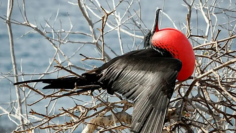 فریگیت‌بردها هنگام پرواز چرتی کوتاه می‌زنند.