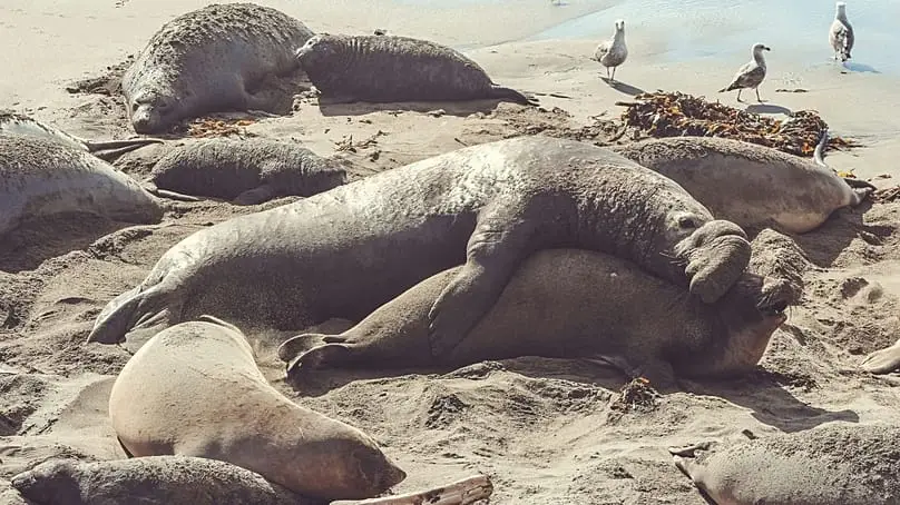 فک‌های پیلی هنگام شیرجه چرت می‌زنند.