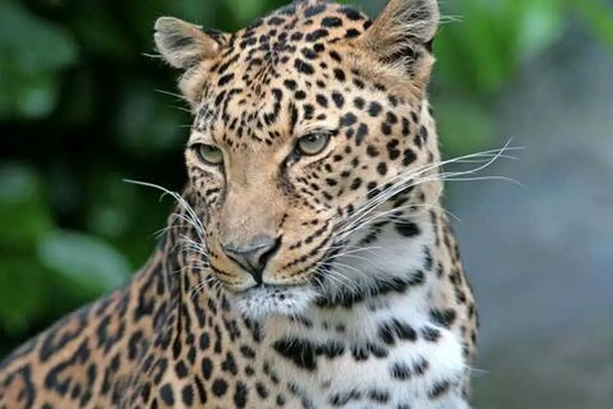 لحظه‌های نادر بازیگوشی دو پلنگ ایرانی در دل جنگل‌های سوادکوه به‌چشم آمد!