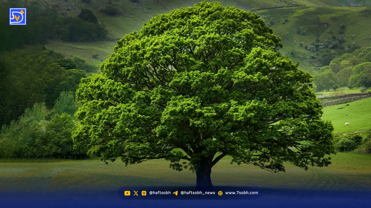 گستره میراث طبیعی ایران وسیع‌تر شد | شمار درختان کهنسال به ۲۱۴۱ اصله رسید