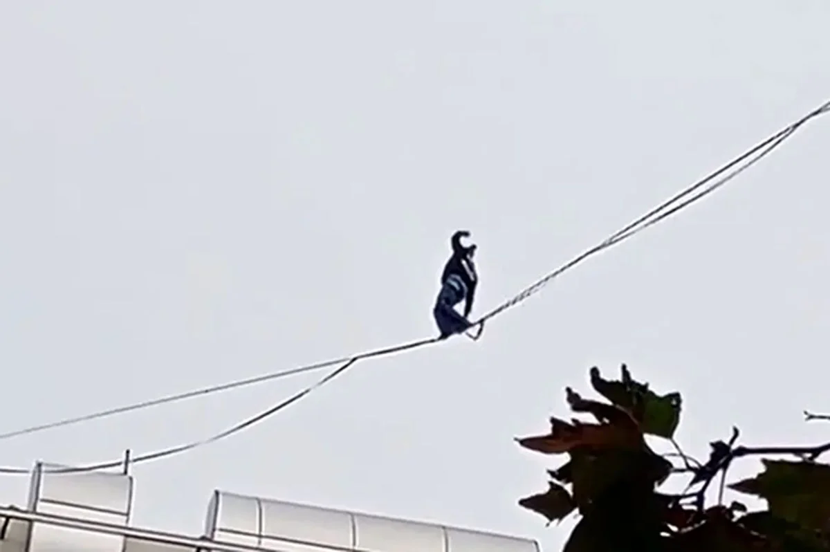 بند+بازی+رو+سیم+برق