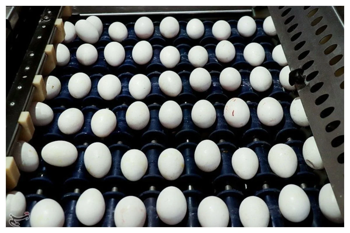 قیمت جدید تخم‌مرغ درب مرغداری مشخص شد؛ آیا بازار آرام می‌گیرد؟