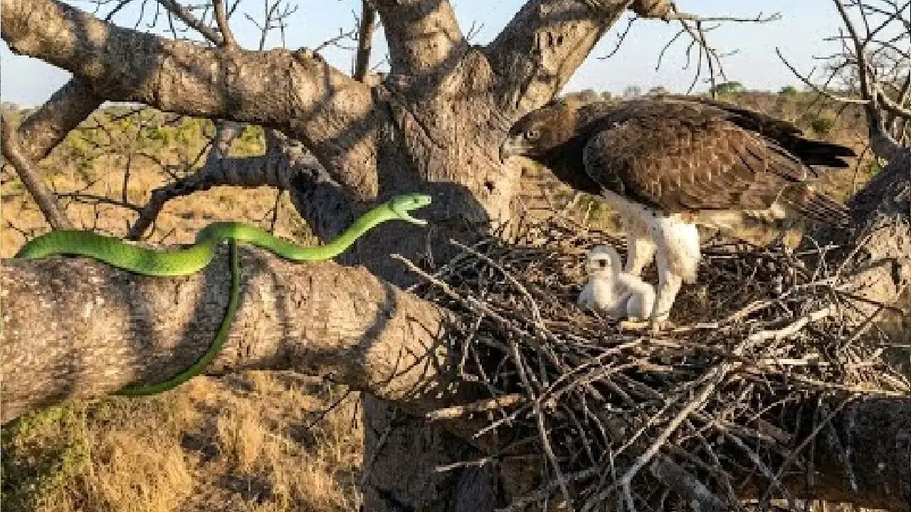 تماشا کنید؛ مار سبز با صابون جوجه عقاب را اسیر کرد تا وقتی مادرش رسید، چه اتفاقی افتاد!