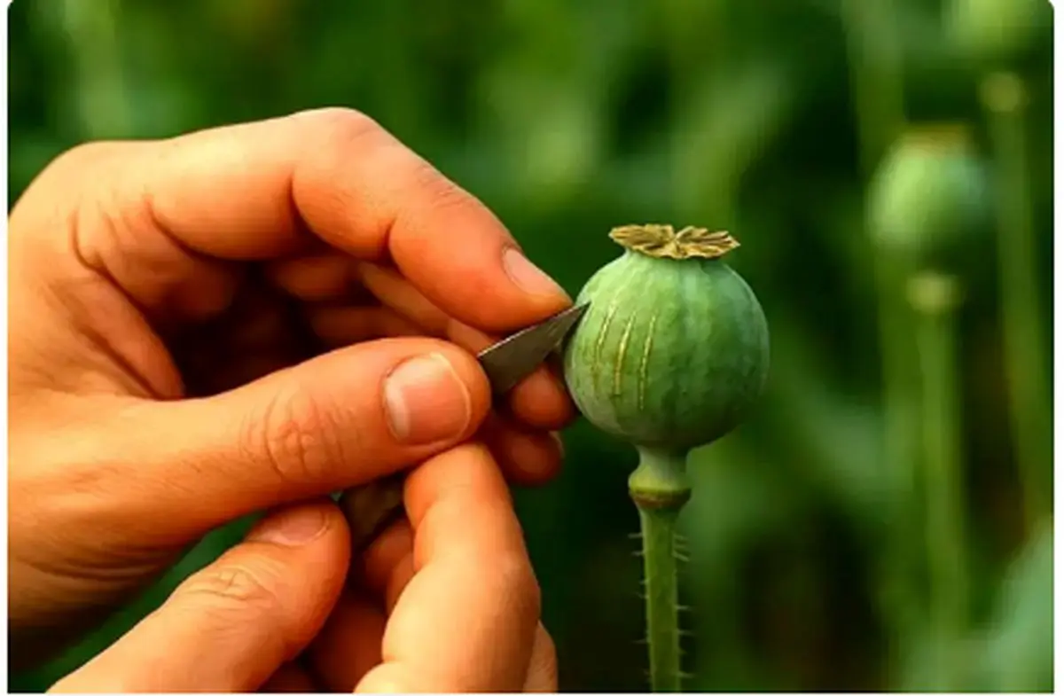 افزایش حیرت‌انگیز ۱۵۰ درصدی تخصیص تریاک؛ بیش از نیمی از تولیدات دارویی ایران به خارج صادر شد!