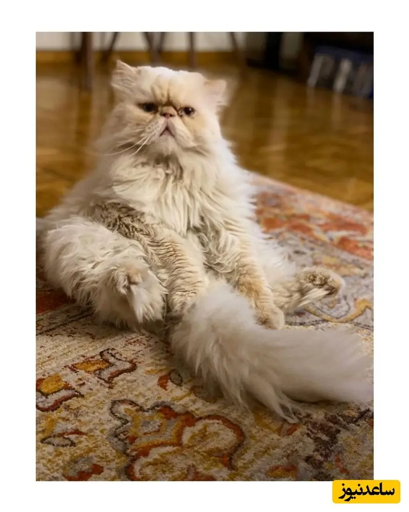 منزل نرگس محمدی