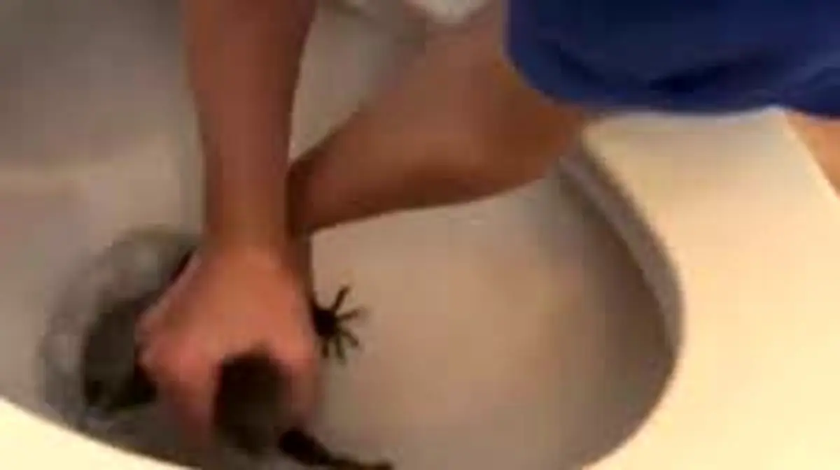 کابوس وحشتناک کودک استرالیایی در توالت خانه؛ مارمولک غول‌پیکر در انتظارش بود!