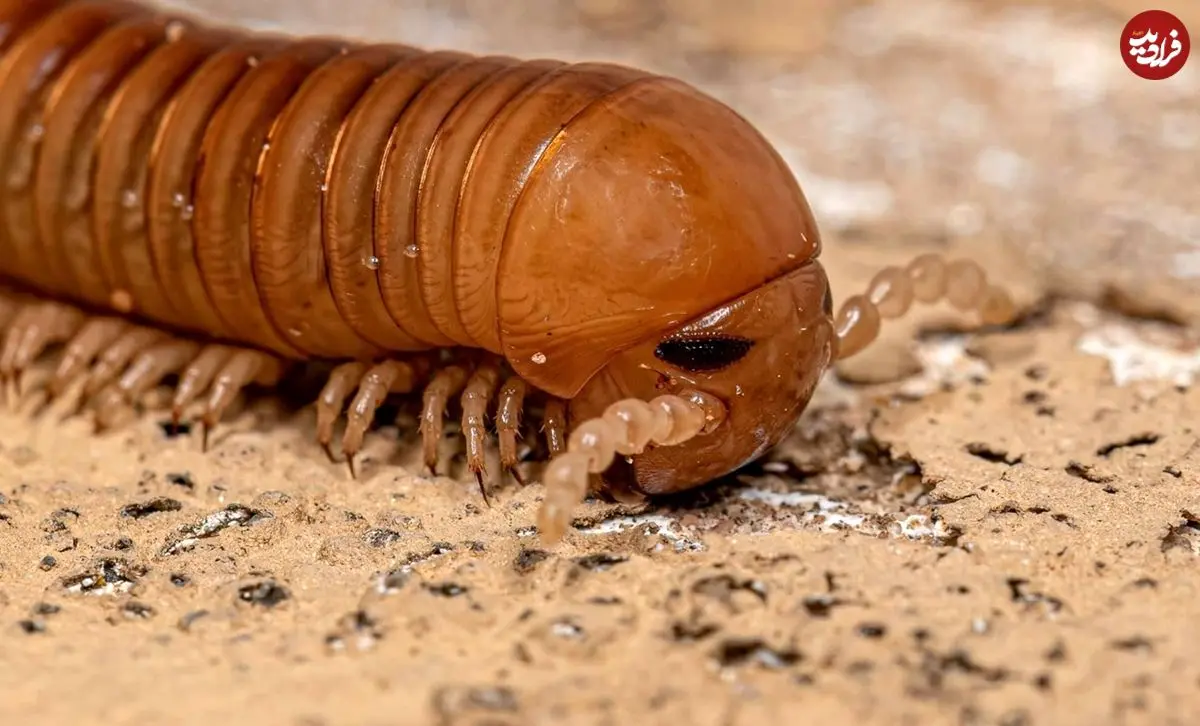 کشف فسیل شگفت‌انگیز هزارپایی به اندازه یک خودرو در بریتانیا!