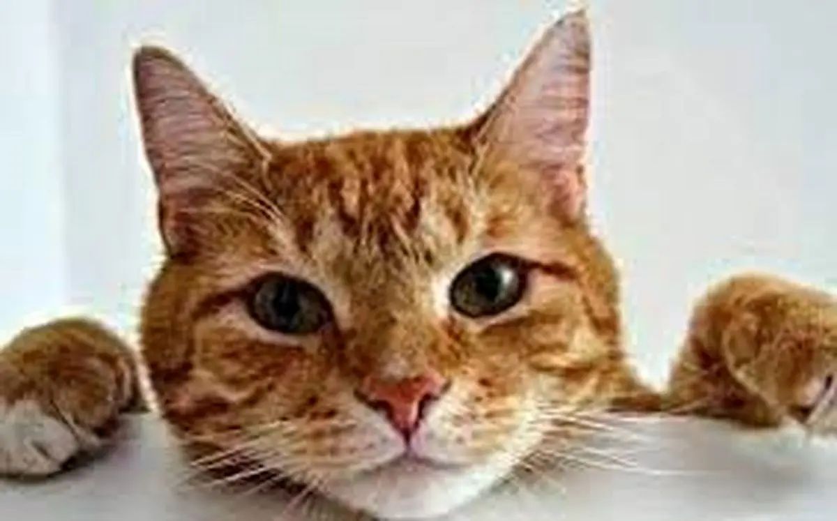 وقتی یک گربه بازیگر ناخواسته آنتن زنده صداوسیما را تسخیر کرد!