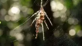 عنکبوت‌های آمازون نسخه‌های جعلی خود را در تار می‌بافند؛ شاهکار طبیعی که حیرت‌انگیز است!