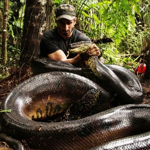 فیلمی تماشایی و حیرت انگیز از بلعیدن یک گاو بزرگ توسط مار آناکوندا