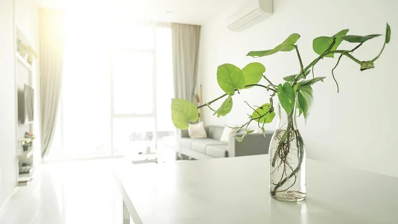 گل پتوس داخل گلدان