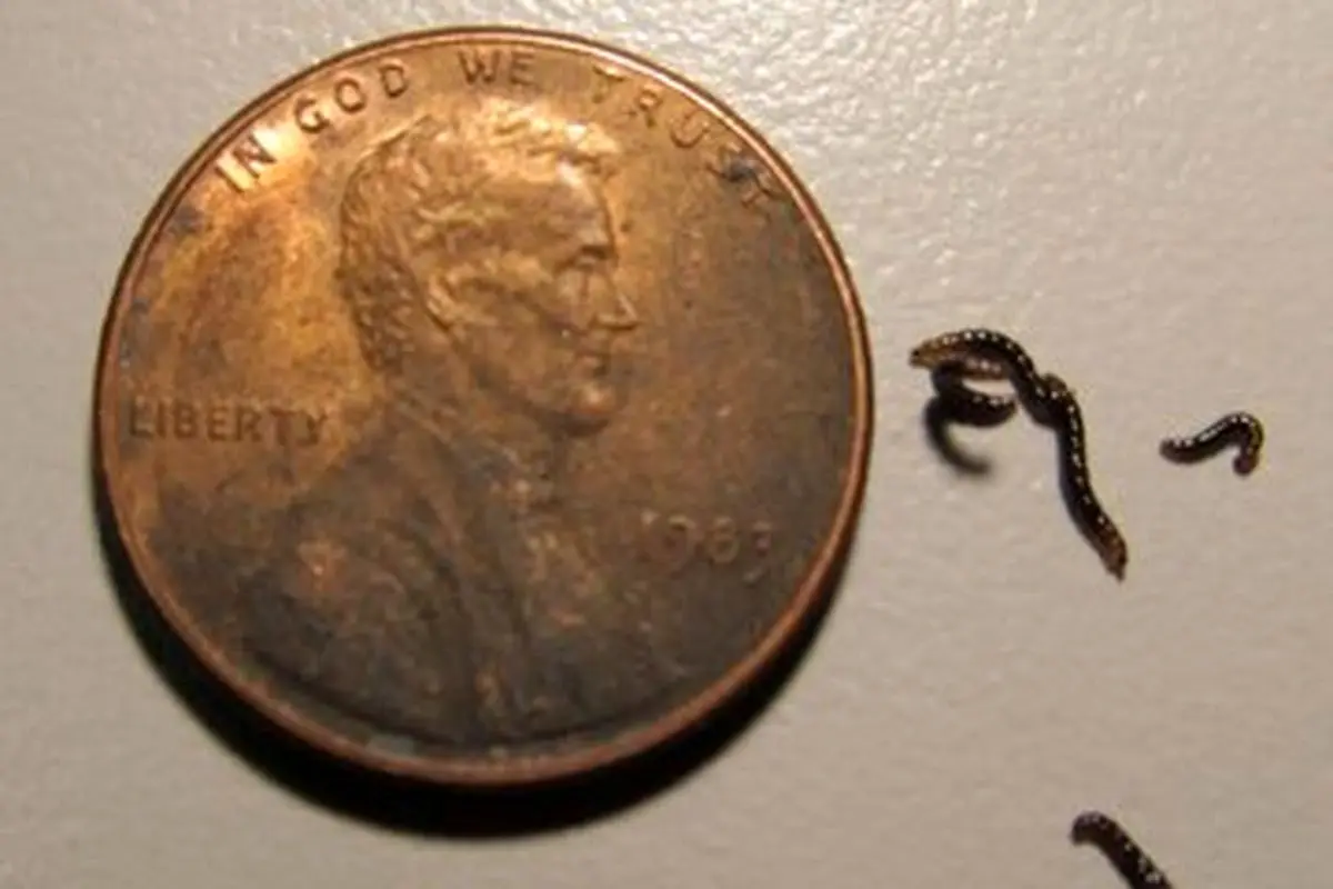 کشف حیرت‌انگیز؛ تنها حشره قطب جنوب که میکروپلاستیک‌ها را می‌بلعد!