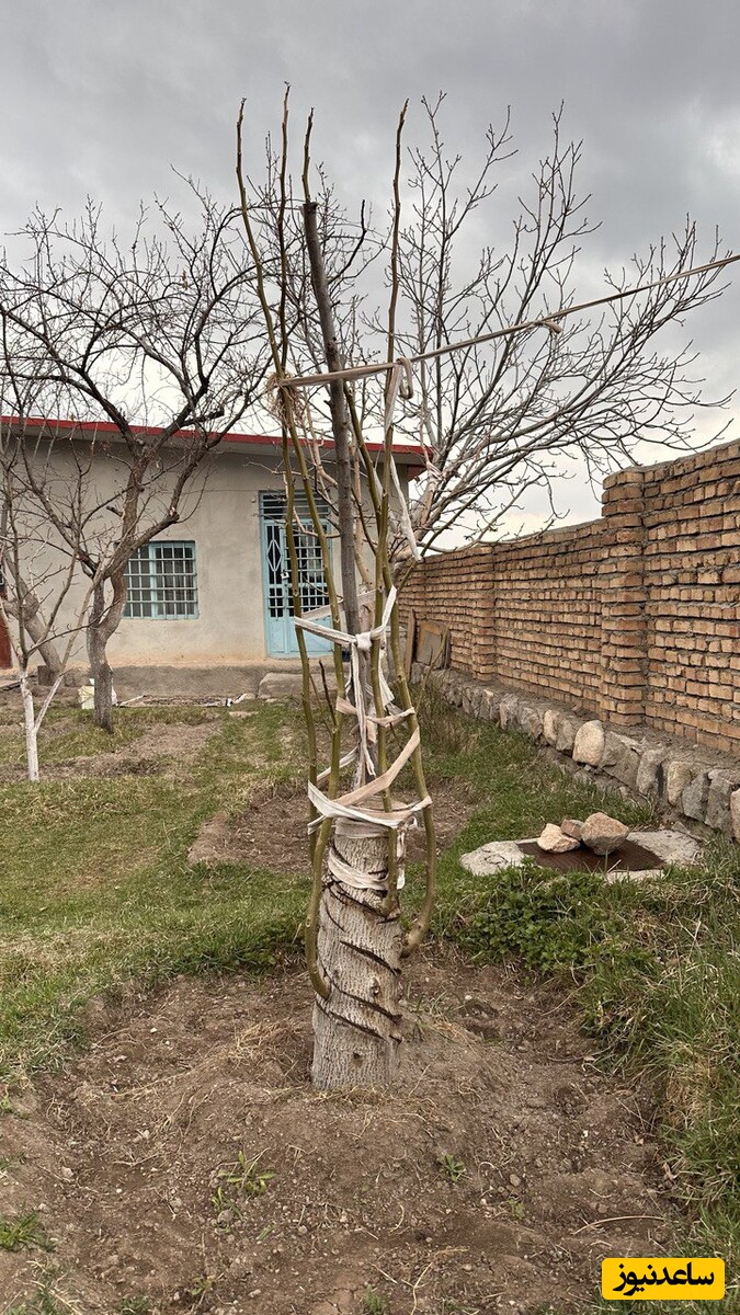 خلاقیت خنده‌دار کشاورز