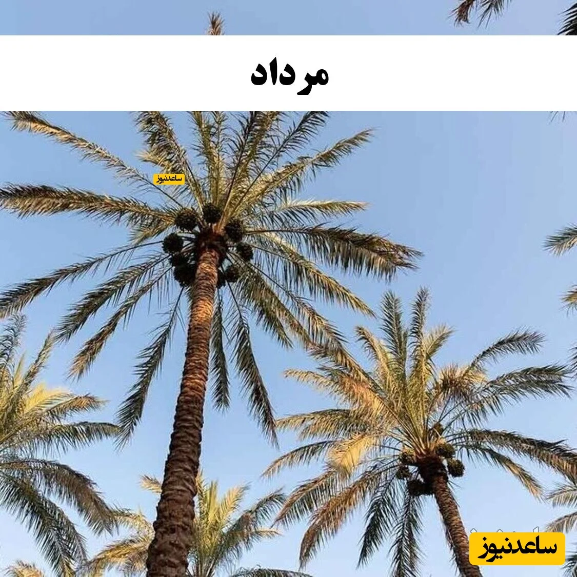 مرداد